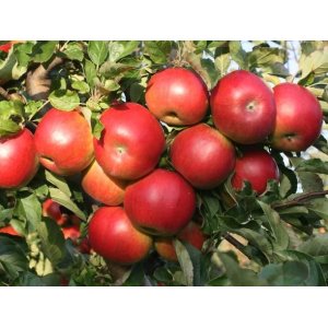 Jabloň domáca (Malus domestica) ´IDARED´ - zimná, výška 120-150 cm, voľnokorenná